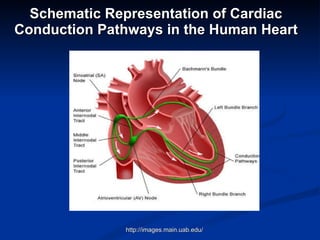 Schematic Representation of Cardiac Conduction Pathways in the Human Heart http://images.main.uab.edu/  