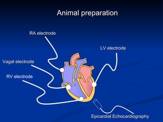 Animal preparation RA electrode RV electrode Epicardial Echocardiography LV electrode Vagal electrode 
