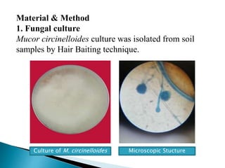 Material & Method
1. Fungal culture
Mucor circinelloides culture was isolated from soil
samples by Hair Baiting technique.
Culture of M. circinelloides Microscopic Stucture
 