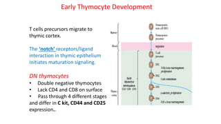 T cells precursors migrate to
thymic cortex.
The ‘notch’ receptors/ligand
interaction in thymic epithelium
initiates maturation signaling.
DN thymocytes
• Double negative thymocytes
• Lack CD4 and CD8 on surface
• Pass through 4 different stages
and differ in C kit, CD44 and CD25
expression..
Early Thymocyte Development
 