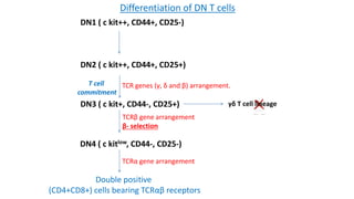 DN1 ( c kit++, CD44+, CD25-)
DN2 ( c kit++, CD44+, CD25+)
DN3 ( c kit+, CD44-, CD25+)
DN4 ( c kitlow, CD44-, CD25-)
T cell
commitment
TCRα gene arrangement
TCRβ gene arrangement
β- selection
Double positive
(CD4+CD8+) cells bearing TCRαβ receptors
TCR genes (γ, δ and β) arrangement.
Differentiation of DN T cells
γδ T cell lineage
 