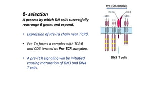 β- selection
A process by which DN cells successfully
rearrange β genes and expand.
• Expression of Pre-Tα chain near TCRβ.
• Pre-Tα forms a complex with TCRβ
and CD3 termed as Pre-TCR complex.
• A pre-TCR signaling will be initiated
causing maturation of DN3 and DN4
T cells.
CD3 CD3
Pre-TCR complex
DN3 T cells
 