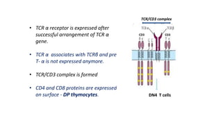 • TCR α receptor is expressed after
successful arrangement of TCR α
gene.
• TCR α associates with TCRβ and pre
T- α is not expressed anymore.
• TCR/CD3 complex is formed
• CD4 and CD8 proteins are expressed
on surface - DP thymocytes.
CD3 CD3
TCR/CD3 complex
DN4 T cells
 