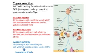 Thymic selection.
DP T cells bearing functional and mature
TCRαβ receptors undergo selection
processes to survive/dye.
DEATH BY NEGLECT
DP thymocytes with no affinity for self MHC/
Self peptide complex expressed on cTEC
get eliminated (90-96%)
NEGATIVE SELECTION
DP thymocytes with very high affinity to
self MHC/self peptide complex get eliminated
(2-5%)
POSITIVE SELECTION
DP thymocytes with low affinity for
self-MHC/self peptide complex survive (2-5%)
Formation of SP cells
 