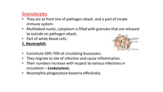 Granulocytes
• They are at front line of pathogen attack and a part of innate
immune system.
• Multilobed nuclei, cytoplasm is filled with granules that are released
to outside on pathogen attack.
• Part of white blood cells.
1. Neutrophils
• Constitute 50%-70% of circulating leucocytes.
• They migrate to site of infection and cause inflammation.
• Their numbers increase with respect to various infections in
circulation – Leukocytosis.
• Neutrophils phagocytose bacteria effectively.
 