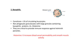 2. Basophils.
• Constitute < 1% of circulating leucocytes.
• Non phagocytic granulocytes with large granules containing
basophilic proteins. Ex. Histamine.
• They are critical to provide immune response against helminth
parasites.
Bilobed nuclei
Histamine: It increases blood vessel permeability and smooth muscle
activity
 