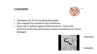 4. Eosinophils
• Constitute 1%-3% of circulating leucocytes.
• They migrate from blood to site of infections.
• Play a role in defense against different worms. These cells
are found clustering around worms whose membranes are found
damaged.
Filaria worm
Eosinophils
 