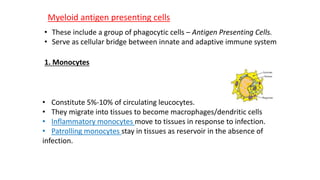 Myeloid antigen presenting cells
1. Monocytes
• Constitute 5%-10% of circulating leucocytes.
• They migrate into tissues to become macrophages/dendritic cells
• Inflammatory monocytes move to tissues in response to infection.
• Patrolling monocytes stay in tissues as reservoir in the absence of
infection.
• These include a group of phagocytic cells – Antigen Presenting Cells.
• Serve as cellular bridge between innate and adaptive immune system
 