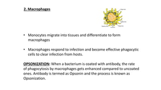 2. Macrophages
• Monocytes migrate into tissues and differentiate to form
macrophages
• Macrophages respond to infection and become effective phagocytic
cells to clear infection from hosts.
OPSONIZATION: When a bacterium is coated with antibody, the rate
of phagocytosis by macrophages gets enhanced compared to uncoated
ones. Antibody is termed as Opsonin and the process is known as
Opsonization.
 