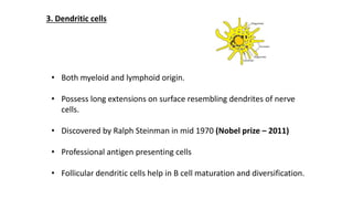 3. Dendritic cells
• Both myeloid and lymphoid origin.
• Possess long extensions on surface resembling dendrites of nerve
cells.
• Discovered by Ralph Steinman in mid 1970 (Nobel prize – 2011)
• Professional antigen presenting cells
• Follicular dendritic cells help in B cell maturation and diversification.
 