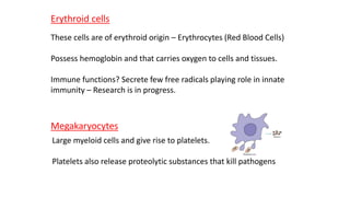 Erythroid cells
These cells are of erythroid origin – Erythrocytes (Red Blood Cells)
Possess hemoglobin and that carries oxygen to cells and tissues.
Immune functions? Secrete few free radicals playing role in innate
immunity – Research is in progress.
Megakaryocytes
Large myeloid cells and give rise to platelets.
Platelets also release proteolytic substances that kill pathogens
 