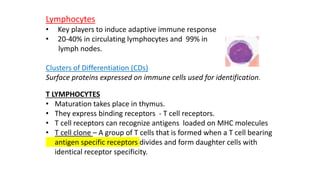 Lymphocytes
• Key players to induce adaptive immune response
• 20-40% in circulating lymphocytes and 99% in
lymph nodes.
Clusters of Differentiation (CDs)
Surface proteins expressed on immune cells used for identification.
T LYMPHOCYTES
• Maturation takes place in thymus.
• They express binding receptors - T cell receptors.
• T cell receptors can recognize antigens loaded on MHC molecules
• T cell clone – A group of T cells that is formed when a T cell bearing
antigen specific receptors divides and form daughter cells with
identical receptor specificity.
 