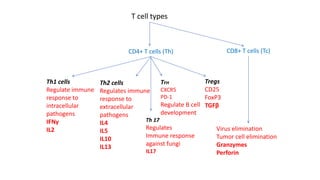 T cell types
CD4+ T cells (Th) CD8+ T cells (Tc)
Th1 cells
Regulate immune
response to
intracellular
pathogens
IFNγ
IL2
Th2 cells
Regulates immune
response to
extracellular
pathogens
IL4
IL5
IL10
IL13
Th 17
Regulates
Immune response
against fungi
IL17
Tregs
CD25
FoxP3
TGFβ
TFH
CXCR5
PD-1
Regulate B cell
development
Virus elimination
Tumor cell elimination
Granzymes
Perforin
 
