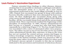 Louis Pasteur’s Vaccination Experiment
 