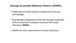 Damage Associated Molecular Patterns (DAMPs).
• Phagocytosis of dead, dying, and aging cells occurs by
macrophages
• Macrophages phagocytose dead cells through recognition
of few components leading to clearance from body:
referred as DAMPs.
• DAMPs are never expressed on live host cells/tissue
 