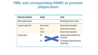 PRRs and corresponding PAMPs to promote
phagocytosis
 