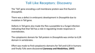Toll Like Receptors: Discovery
The ‘Toll’ gene encoding a cell membrane protein was first found in
Drosophila.
There was a defect in embryonic development in Drosophila due to
mutation in Toll gene.
Defects in Toll gene also made the flies susceptible to a fungal infection
indicating that that Toll has a role in regulating innate responses in
invertebrates.
The cytoplasmic domain for Toll protein in Drosophila was similar to IL1R
domain in vertebrates.
Effort was made to find cytoplasmic domains for Toll and IL1R in humans
and finally TLRs were discovered (Janeway and Medzhitov, 1997)
 