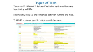 Types of TLRs
There are 13 different TLRs identified in both mice and humans
functioning as PRRs.
Structurally, TLR1-10 are conserved between humans and mice.
TLR11-13 is mouse specific, not present in humans.
 
