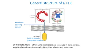 General structure of a TLR
Membrane
spanning
domain
WHY LEUCINE RICH? – LRR (leucine rich repeats) are conserved in many proteins
associated with innate immunity in plants, invertebrates and vertebrates..
Toll/IL1R domain
(Cytoplasmic domain)
 