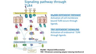 MyD88 DEPENDENT PATHWAY
Activation of cell membrane
bound TLR4 occurs through
ligands.
TRIF DEPENDENT SIGNALING
Activation of endosomal TLR4
through ligands.
Plasma membrane
Nuclear membrane
MyD88 – Myeloid Differentiation
TRIF- TIR domain containing adapter inducing interferon-β
Signaling pathway through
TLR4
 
