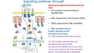 Signaling through cell membrane bound
TLR4
• LPS activation causes binding of
MyD88/TRAP.
• IRAK ubiquitinates and activates TRAF6.
• TRAF6 ubiquitinates TAB and NEMO.
• TAK1 activation occurs.
Further signaling can be
directed in two ways)
1a. TAK1 phosphorylates IKK complex.
1b. IKK complex ubiquitinates and
phosphorylates Ikb of NFkB
causing entry of NFkB into nucleus that
causes transcription of innate response
genes. The detached Ikb is degraded.
Signaling pathway through
TLR4
 