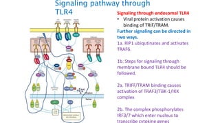 Signaling through endosomal TLR4
• Viral protein activation causes
binding of TRIF/TRAM.
Further signaling can be directed in
two ways.
1a. RIP1 ubiqutinates and activates
TRAF6.
1b. Steps for signaling through
membrane bound TLR4 should be
followed.
2a. TRIFF/TRAM binding causes
activation of TRAF3/TBK-1/IKK
complex
2b. The complex phosphorylates
IRF3/7 which enter nucleus to
transcribe cytokine genes
Signaling pathway through
TLR4
 