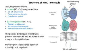 Structure of MHC I molecule
Two polypeptide chains
# α chain (45 kDa) is organized into
• α1, α2, α3 domains
• Transmembrane domain
• Cytoplasmic anchor
# β2-microglobulin (12 kDa)
• Appears as α3 domain
• No transmembrane region
• Non covalent bond with α chain
The peptide binding groove (PBG) is
present between α1 and α2 domains with
a single polypeptide chain
Homology in aa sequence between
α3 and β2-microglobulin
β2-microglobulin
Peptide binding
groove
 