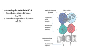 Interacting domains in MHC II
• Membrane distal domains
α1, β1.
• Membrane proximal domains
α2, β2
Peptide binding
groove
Membrane
distal
domain
Transmembrane
segment
Cytoplasmic
anchor
Membrane
proximal
domain
 