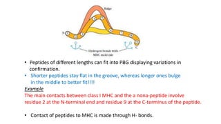 • Peptides of different lengths can fit into PBG displaying variations in
confirmation.
• Shorter peptides stay flat in the groove, whereas longer ones bulge
in the middle to better fit!!!!
Example
The main contacts between class I MHC and the a nona-peptide involve
residue 2 at the N-terminal end and residue 9 at the C-terminus of the peptide.
• Contact of peptides to MHC is made through H- bonds.
 