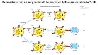 Demonstrate that an antigen should be processed before presentation to T cell.
 
