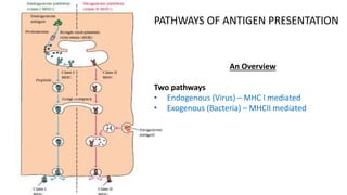 An Overview
Two pathways
• Endogenous (Virus) – MHC I mediated
• Exogenous (Bacteria) – MHCII mediated
PATHWAYS OF ANTIGEN PRESENTATION
 