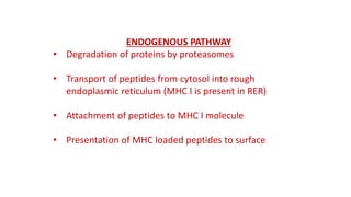 ENDOGENOUS PATHWAY
• Degradation of proteins by proteasomes
• Transport of peptides from cytosol into rough
endoplasmic reticulum (MHC I is present in RER)
• Attachment of peptides to MHC I molecule
• Presentation of MHC loaded peptides to surface
 