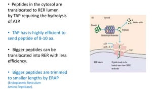 • Peptides in the cytosol are
translocated to RER lumen
by TAP requiring the hydrolysis
of ATP.
• TAP has is highly efficient to
send peptide of 8-10 aa.
• Bigger peptides can be
translocated into RER with less
efficiency.
• Bigger peptides are trimmed
to smaller lengths by ERAP
(Endoplasmic Reticulum
Amino Peptidase).
 