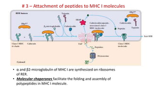 # 3 – Attachment of peptides to MHC I molecules
• α and β2-microglobulin of MHC I are synthesized on ribosomes
of RER.
• Molecular chaperones facilitate the folding and assembly of
polypeptides in MHC I molecule.
 