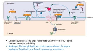 • Calnexin (Chaperone) and ERp57 associate with the free MHC I alpha
chain to promote its folding.
• Binding of β2-microglobulin to α chain causes release of Calnexin
leading to Calreticulin and Tapasin (Chaperones) attachment
 