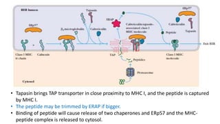 • Tapasin brings TAP transporter in close proximity to MHC I, and the peptide is captured
by MHC I.
• The peptide may be trimmed by ERAP if bigger.
• Binding of peptide will cause release of two chaperones and ERp57 and the MHC-
peptide complex is released to cytosol.
 