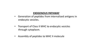 EXOGENOUS PATHWAY
• Generation of peptides from internalized antigens in
endocytic vesicles.
• Transport of Class II MHC to endocytic vesicles
through cytoplasm.
• Assembly of peptides to MHC II molecule
 