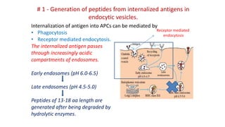 # 1 - Generation of peptides from internalized antigens in
endocytic vesicles.
Internalization of antigen into APCs can be mediated by
• Phagocytosis
• Receptor mediated endocytosis.
The internalized antigen passes
through increasingly acidic
compartments of endosomes.
Early endosomes (pH 6.0-6.5)
Late endosomes (pH 4.5-5.0)
Peptides of 13-18 aa length are
generated after being degraded by
hydrolytic enzymes.
Late
endosomes
Receptor mediated
endocytosis
Late
endosomes
 