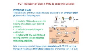 # 2 – Transport of Class II MHC to endocytic vesicles
INVARIANT CHAIN
The αβ chains of MHC II inside RER are attached to an invariant chain
(IC) which has following role:
• It binds to PBG and prevents the
binding of endogenously derived
peptides.
• It helps in proper folding of α
and β chain
• It helps MHC II to exit RER and
routing them to late endosomes
containing peptides.
Late endosomes containing peptides associate with MHC II carrying
transport vesicles and MIIC late endosomes are formed (pH- 4.5-5.0)
Late
endosomes
In RER
 