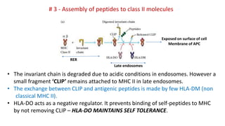 # 3 - Assembly of peptides to class II molecules
• The invariant chain is degraded due to acidic conditions in endosomes. However a
small fragment ‘CLIP’ remains attached to MHC II in late endosomes.
• The exchange between CLIP and antigenic peptides is made by few HLA-DM (non
classical MHC II).
• HLA-DO acts as a negative regulator. It prevents binding of self-peptides to MHC
by not removing CLIP – HLA-DO MAINTAINS SELF TOLERANCE.
Exposed on surface of cell
Membrane of APC
RER
Late endosomes
 