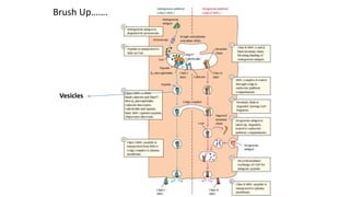 Brush Up…….
Vesicles
 