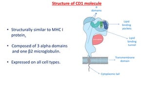 Structure of CD1 molecule
Lipid
binding
pockets
Lipid
binding
tunnel
α
domains
Transmembrane
domain
Cytoplasmic tail
• Structurally similar to MHC I
protein.
• Composed of 3 alpha domains
and one β2 microglobulin.
• Expressed on all cell types.
 