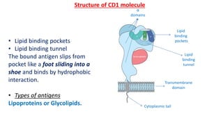 • Lipid binding pockets
• Lipid binding tunnel
The bound antigen slips from
pocket like a foot sliding into a
shoe and binds by hydrophobic
interaction.
• Types of antigens
Lipoproteins or Glycolipids.
Lipid
binding
pockets
Lipid
binding
tunnel
α
domains
Transmembrane
domain
Cytoplasmic tail
Structure of CD1 molecule
 