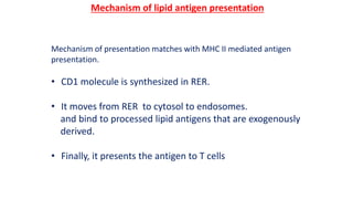 Mechanism of lipid antigen presentation
Mechanism of presentation matches with MHC II mediated antigen
presentation.
• CD1 molecule is synthesized in RER.
• It moves from RER to cytosol to endosomes.
and bind to processed lipid antigens that are exogenously
derived.
• Finally, it presents the antigen to T cells
 