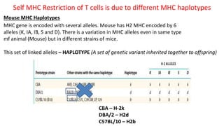 Self MHC Restriction of T cells is due to different MHC haplotypes
Mouse MHC Haplotypes
MHC gene is encoded with several alleles. Mouse has H2 MHC encoded by 6
alleles (K, IA, IB, S and D). There is a variation in MHC alleles even in same type
mf animal (Mouse) but in different strains of mice.
This set of linked alleles – HAPLOTYPE (A set of genetic variant inherited together to offspring)
CBA – H-2k
DBA/2 – H2d
C57BL/10 – H2b
 