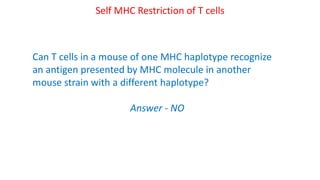 Can T cells in a mouse of one MHC haplotype recognize
an antigen presented by MHC molecule in another
mouse strain with a different haplotype?
Answer - NO
Self MHC Restriction of T cells
 