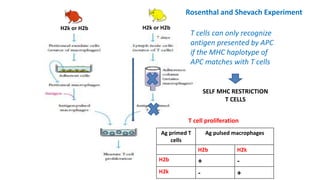 H2k or H2b H2k or H2b
Ag primed T
cells
Ag pulsed macrophages
H2b H2k
H2b + -
H2k - +
T cells can only recognize
antigen presented by APC
if the MHC haplotype of
APC matches with T cells
SELF MHC RESTRICTION
T CELLS
T cell proliferation
Rosenthal and Shevach Experiment
 