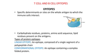T CELL AND B CELL EPITOPES
EPITOPES
• Specific determinants or sites on the whole antigen to which the
immune cells interact.
• Carbohydrate residues, proteins, amino acid sequence, lipid
residues present on the antigens.
Types of protein epitopes
LINEAR EPITOPE: An epitope, composed of a single segment of a
polypeptide chain
CONFORMATIONAL EPITOPE: An epitope containing a complex
folded protein.
 
