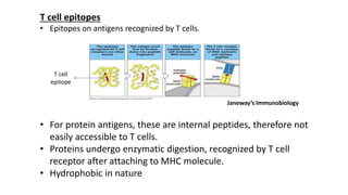 T cell epitopes
• Epitopes on antigens recognized by T cells.
• For protein antigens, these are internal peptides, therefore not
easily accessible to T cells.
• Proteins undergo enzymatic digestion, recognized by T cell
receptor after attaching to MHC molecule.
• Hydrophobic in nature
T cell
epitope
Janeway’s Immunobiology
 