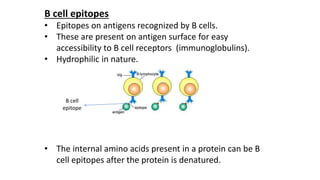 B cell epitopes
• Epitopes on antigens recognized by B cells.
• These are present on antigen surface for easy
accessibility to B cell receptors (immunoglobulins).
• Hydrophilic in nature.
• The internal amino acids present in a protein can be B
cell epitopes after the protein is denatured.
B cell
epitope
 